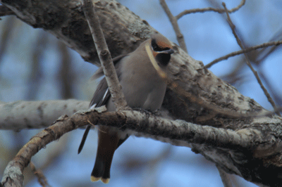 Bohemian Waxwing, Ausable Point State Park