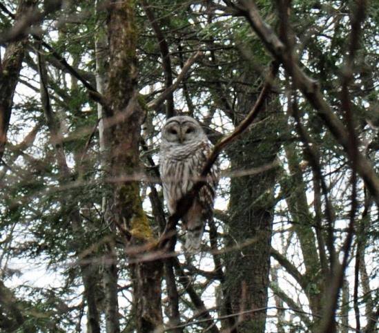 Barred Owl - New Baltimore, New York - December 2012 - By Danika Raup